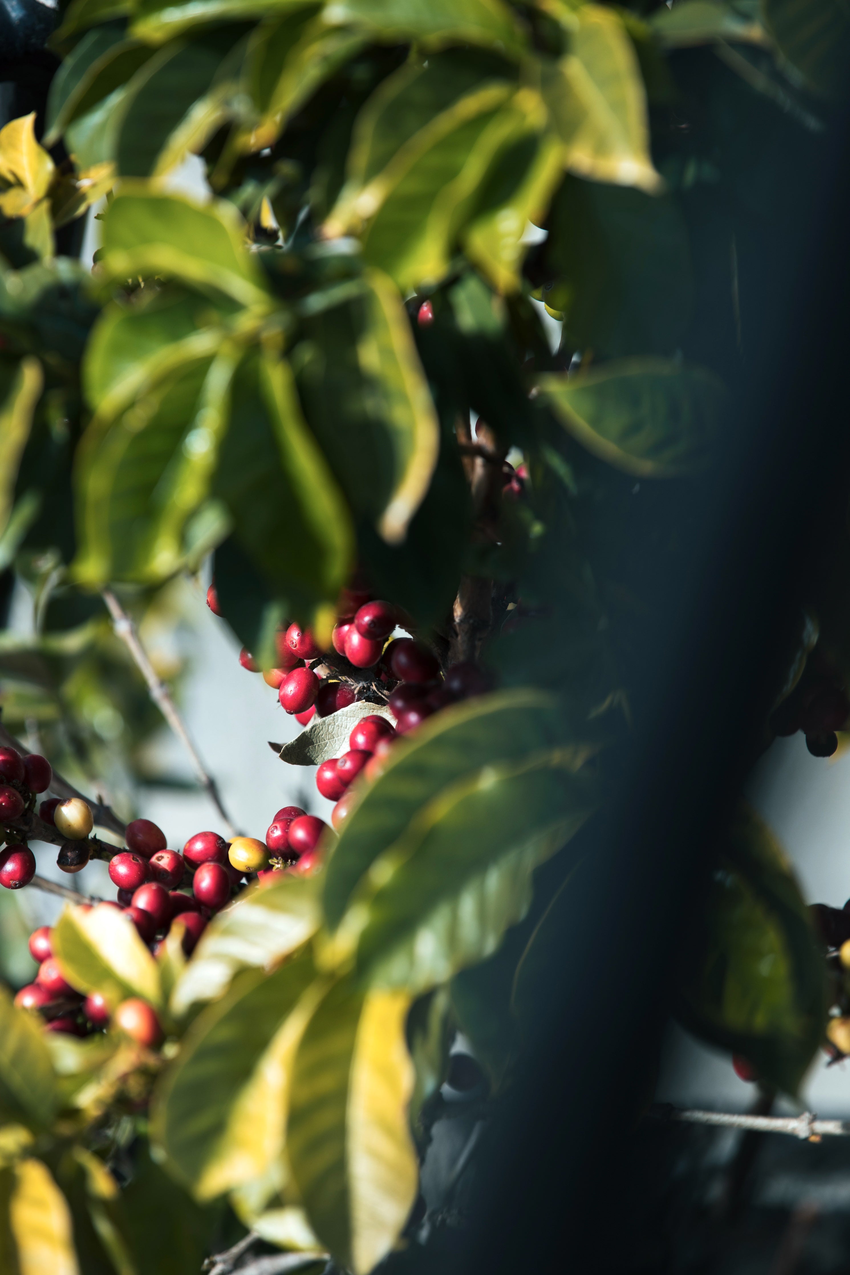 Coffee Tree Growing