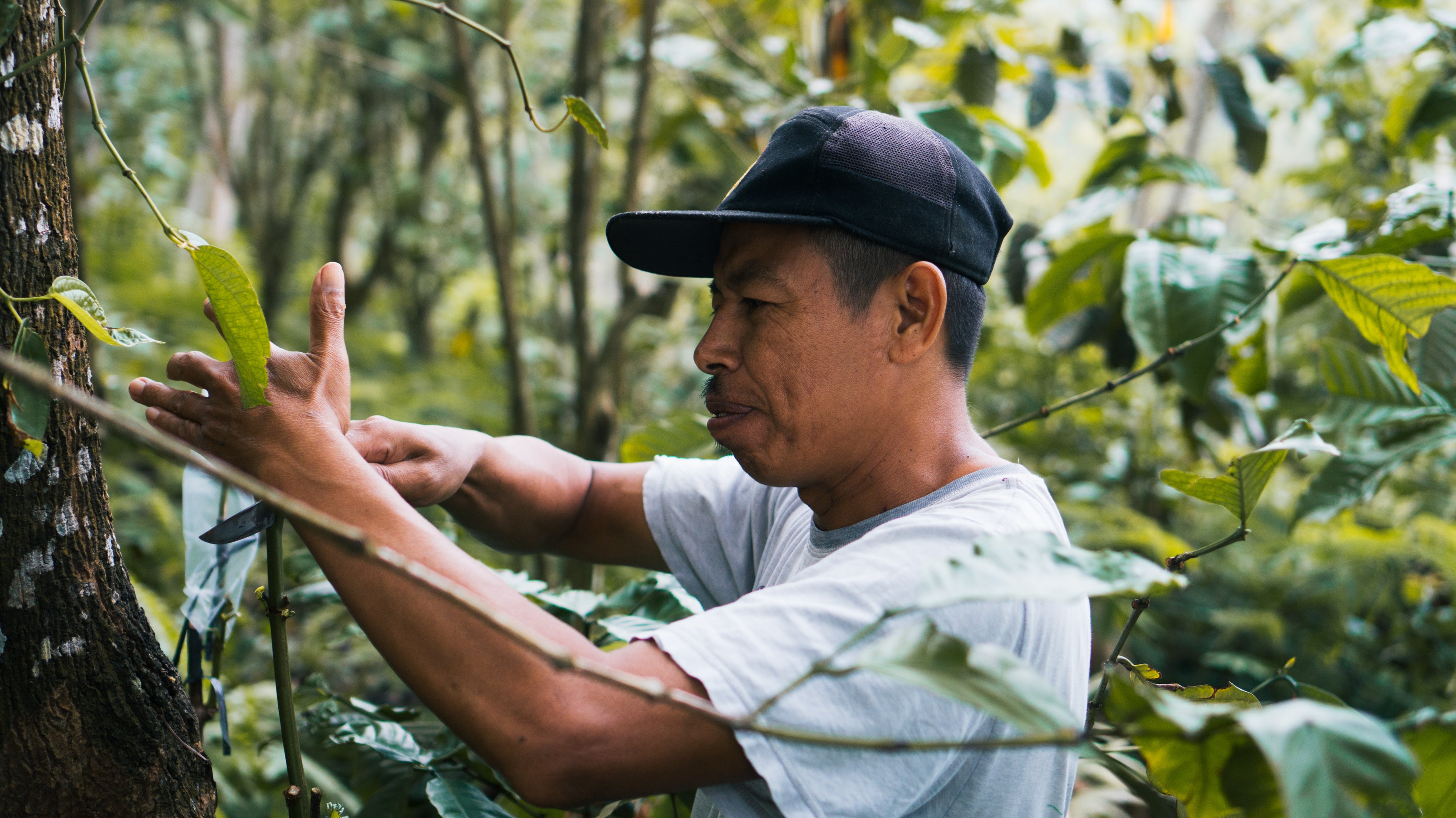 Coffee Farmer Taking Care of Coffee Trees